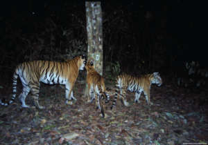 Mother and cubs check the camera traps