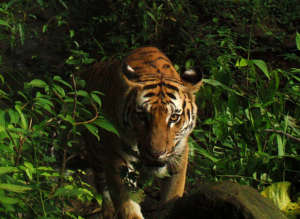 Stunning camera trap of rare Indo-Chinese tiger