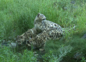 Mother and cubs at a waterhole