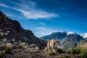 Image Credit: Behzed Larry