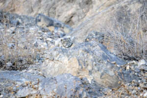 Prasenjeet Yadav - Snow Leopard Trust
