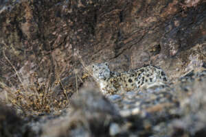 Prasenjeet Yadav - Snow Leopard Trust