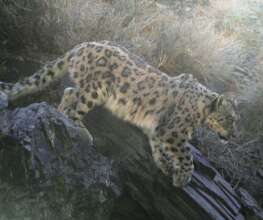 Dagina the Snow Leopard: Credit - SLT Mongolia