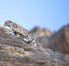Snow Leopard: Credit Prasenjeet Yadav