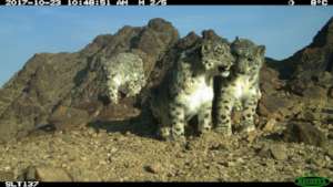 Snow leopard and two cubs. SLT/SLCF Mongolia