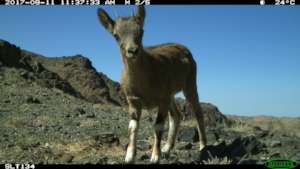 Young ibex. Credit SLT/SLCF Mongolia.