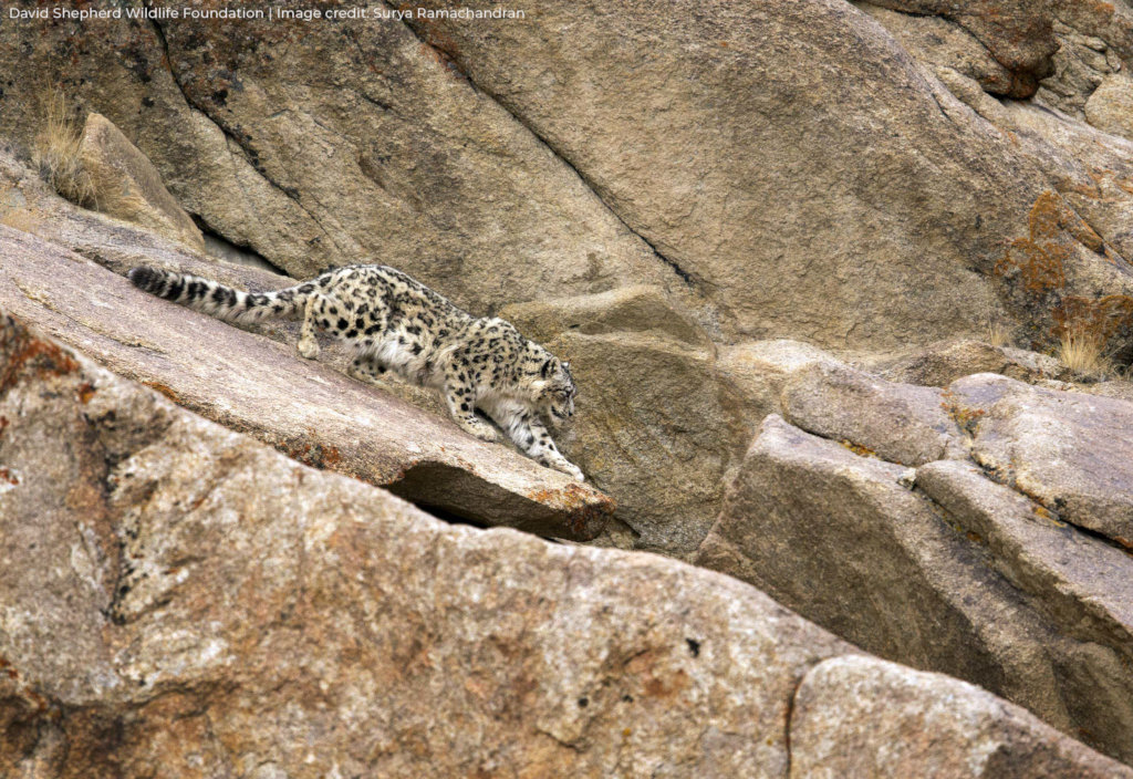 Reports On Protecting Snow Leopards Globalgiving [ 704 x 1024 Pixel ]