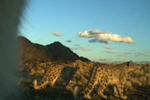 Camera trapped in the mountains c.SLT