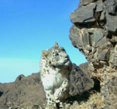 Image Credit: Snow Leopard Trust/Panthera