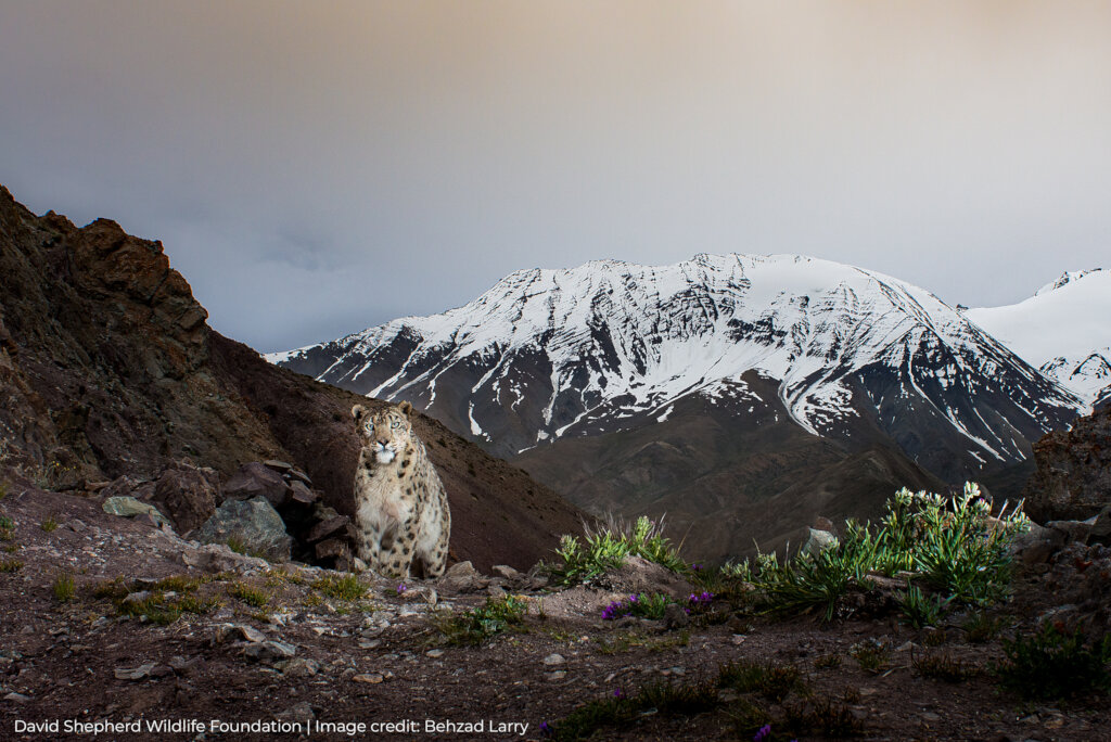 Protecting Snow Leopards