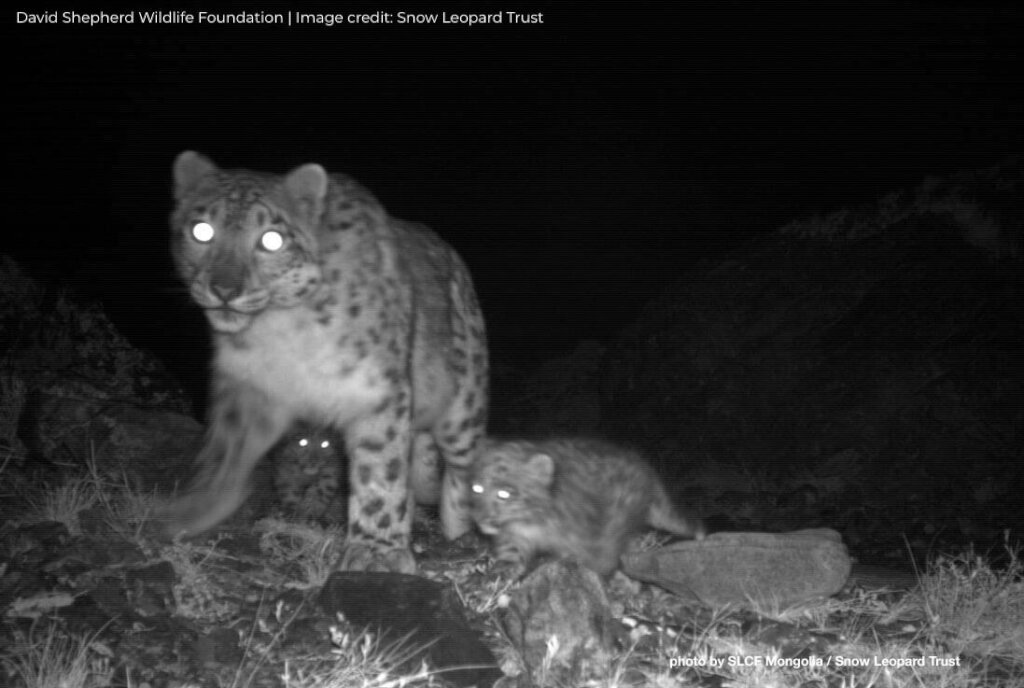 How to Share Protecting Snow Leopards - GlobalGiving