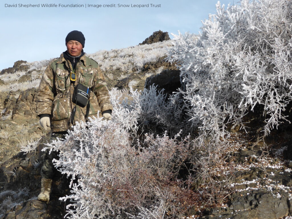 Protecting Snow Leopards
