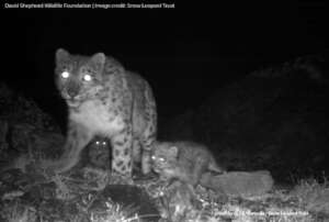 Snow Leopard with cubs Camera Trap Image