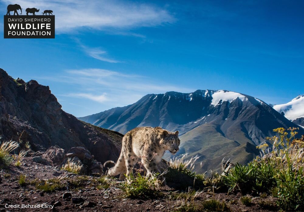 Protecting Snow Leopards