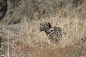 Collared snow leopards are vital to understanding
