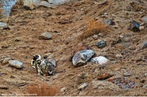 Snow Leopard: Surya Ramachandran