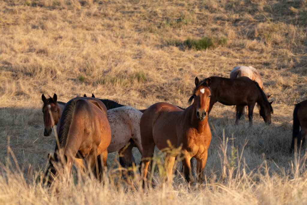 Help RTFs American Wild Horse Sanctuary!