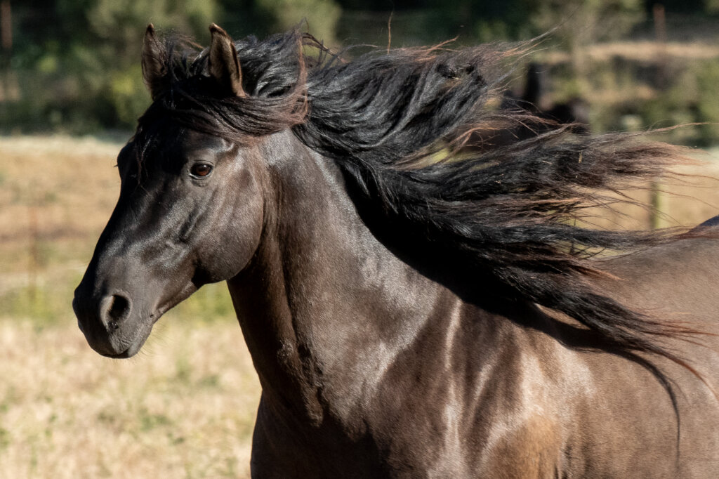 Help RTFs American Wild Horse Sanctuary!