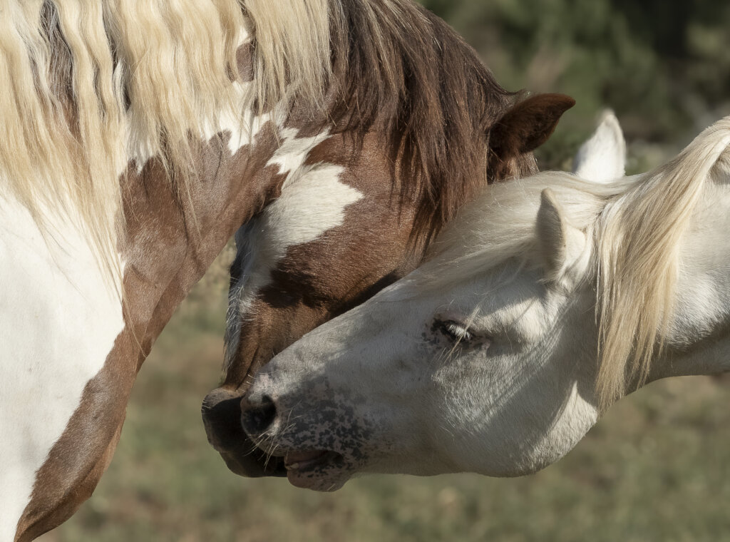 Help RTFs American Wild Horse Sanctuary!
