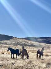 Range buddies, living as they should-photo Ryan M.