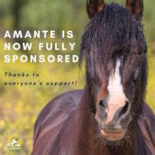 Amante says Thanks!
