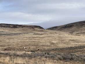 Can you spot them?-photo Ryan M.