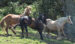 Horses enoying the SLO ranch. Photo-Angelique Rea