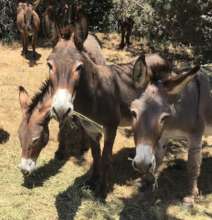 Burros Pitching In