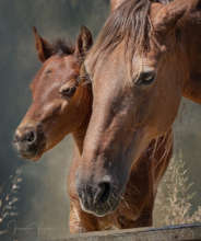 Cameron and Willow-photo Irene Vejar