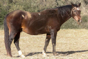 Cowboy, going strong
