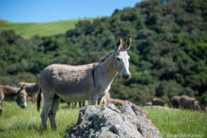 RTF in SLO, home to 24 burros and 84 wild horses