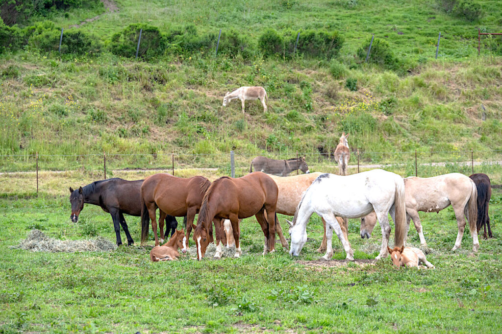 Newly arrived Alpine Moms and foals.