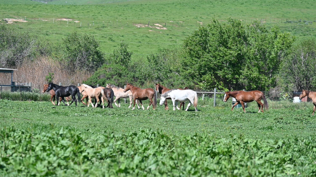 Alpines exploring their new home with RTF