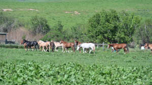 Alpines exploring their new home with RTF