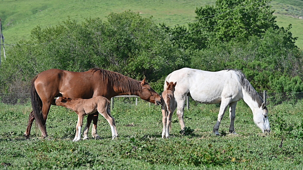 Moms and foals safe at last.