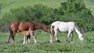 Moms and foals safe at last.