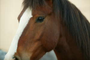 Dolly, Sheldon Refuge mare