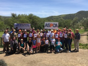 Volunteer Day for the ASPCA's Help a Horse Day