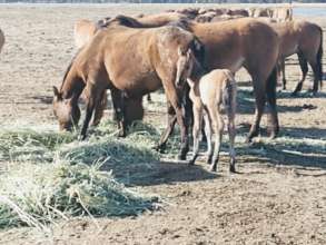 December surprise-Gila foal beats birth control...