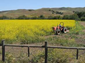 Cutting the Mustard