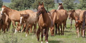 Gila mares and foals arrive to pastures in CA