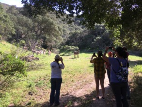 Volunteers find our elusive burros on Earth Day