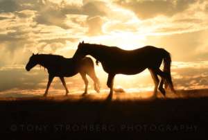 Photo Safari encapsulated by Tony Stromberg