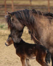 Eros, RTF Lompoc's new resident with Mom