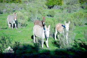 RTF Lompoc burros say hello-photo Meg Frederick