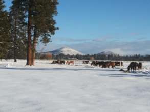 RTF Gilas in No. CA enjoy a winter meal