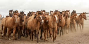 Gila herd arrives at temporary staging facility