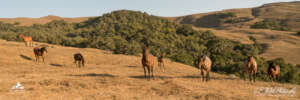 RTF SLO horses relax-photo Patti Walsh