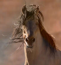 Our famous resident, Spirit-photo by Susan Papas