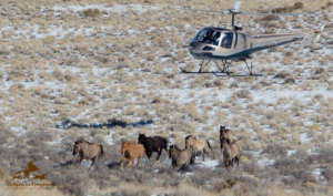 Sulphur HMA roundup in Utah. Photo: Steve Paige